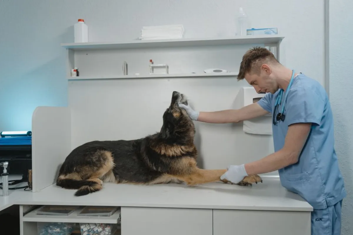 dog vet